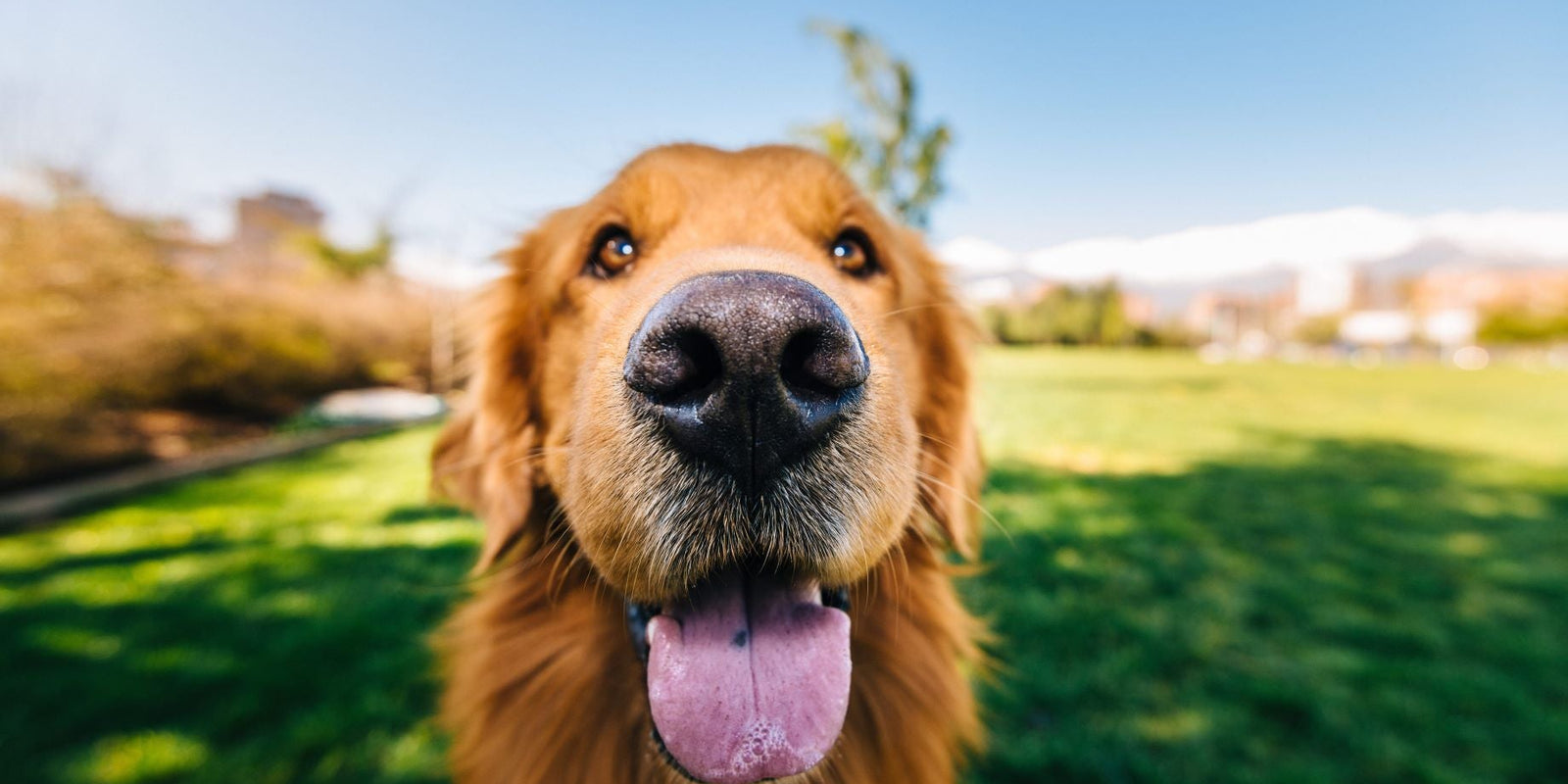close up of a dogs nose