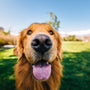 close up of a dogs nose