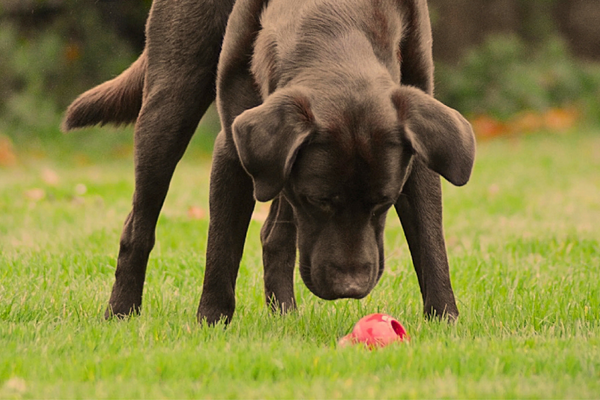 Collie working with Red Kong
