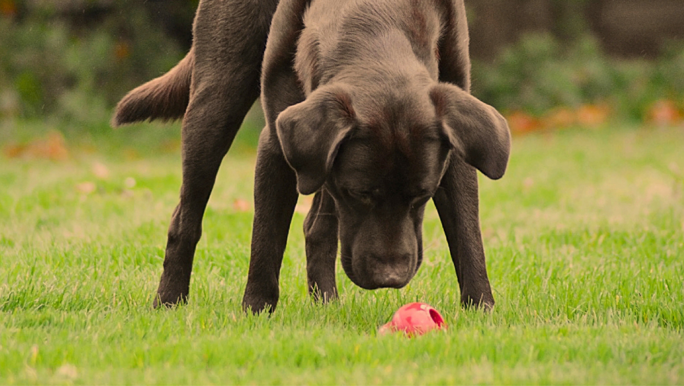 Collie working with Red Kong