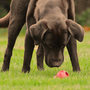 Collie working with Red Kong