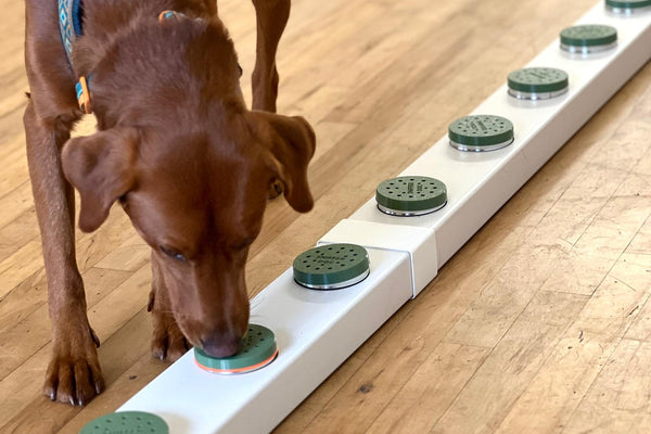 Chocolate labrador sniffing boxes