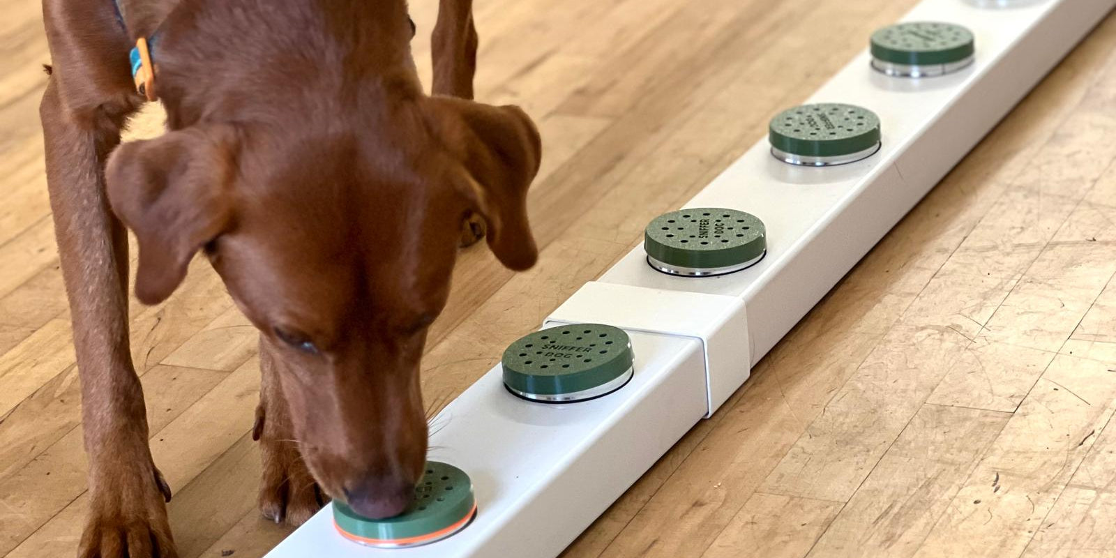 Chocolate labrador sniffing boxes