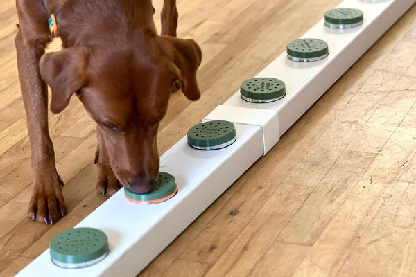 Chocolate labrador sniffing boxes
