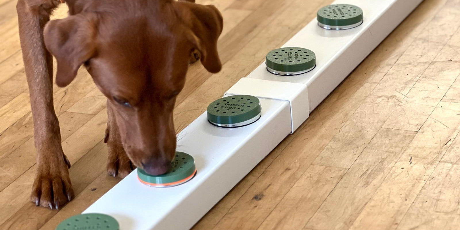 Chocolate labrador sniffing boxes