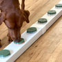 Chocolate labrador sniffing boxes
