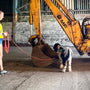 Scent Detective Dog