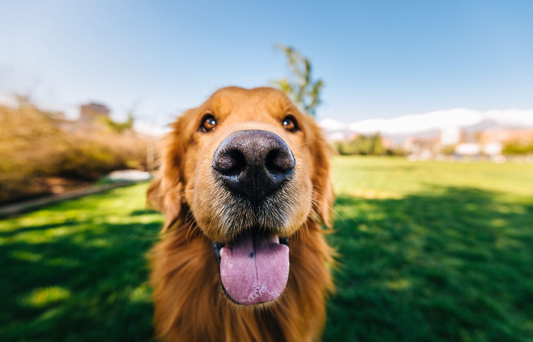 close up of a dogs nose