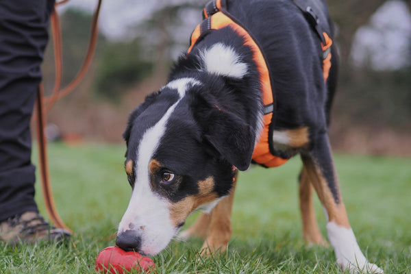 Collie working with Red Kong