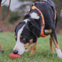 Collie working with Red Kong