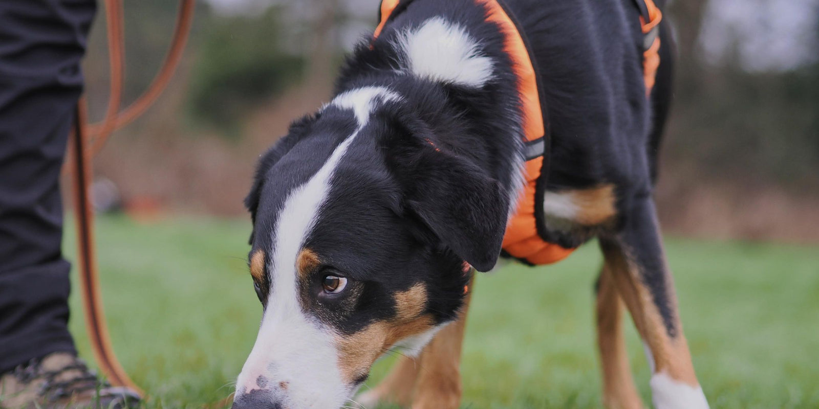 Collie working with Red Kong