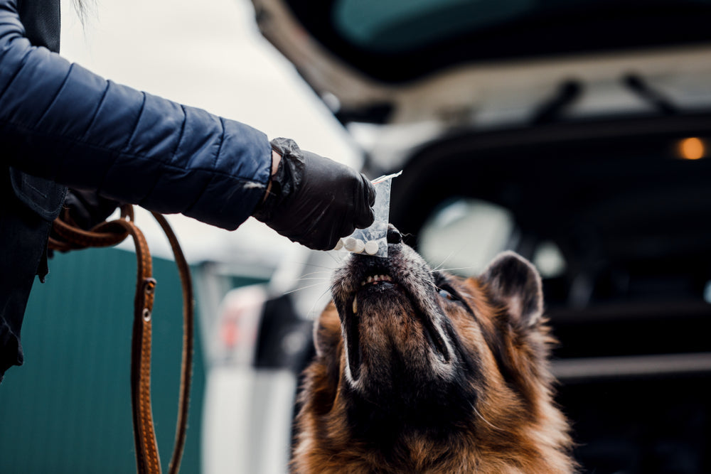 Dog is sniffing a bag