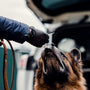 Dog is sniffing a bag