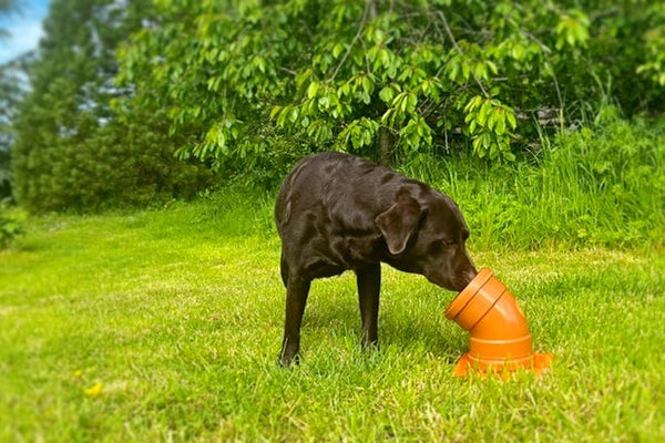 Dog is sniffing a scentwork pipe