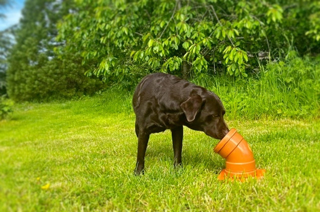 Dog is sniffing a scentwork pipe