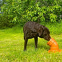Dog is sniffing a scentwork pipe