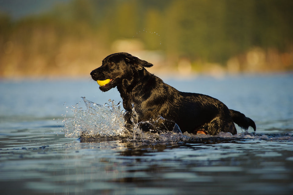 Toys for Play and Fetch