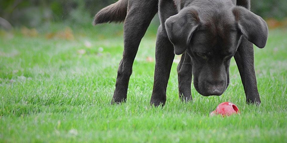 UK Sniffer Dogs