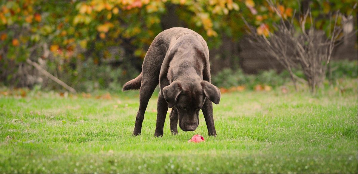 Woody with a Red Kong for Scentwok