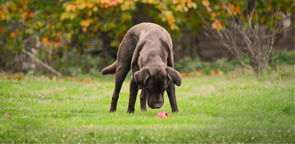Woody with a Red Kong for Scentwok