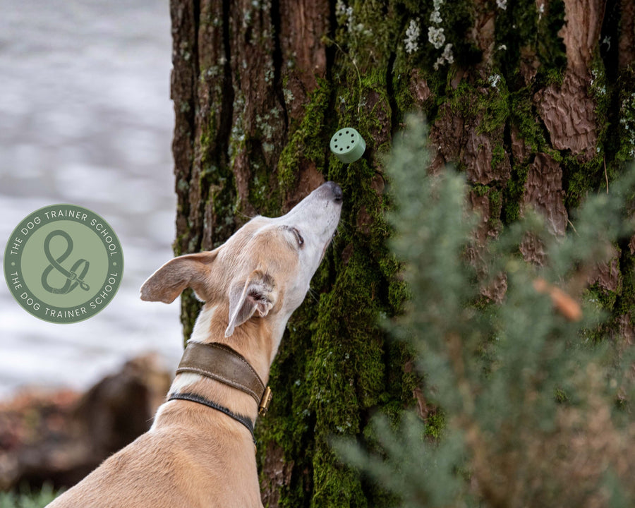 The Dog Trainer School