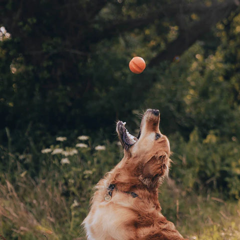 FETCH BALL