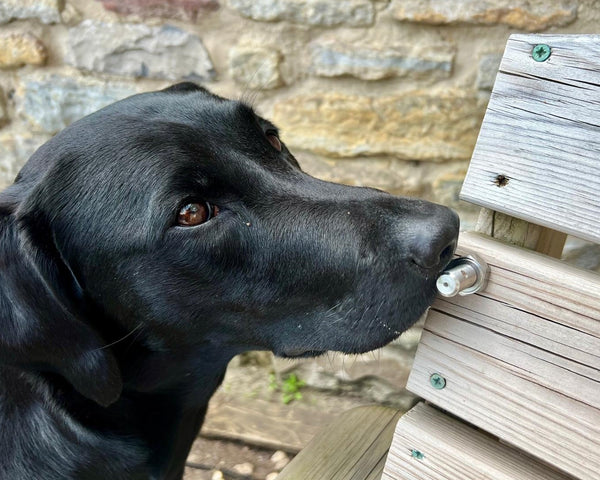 Novel Hides BOLT with dog