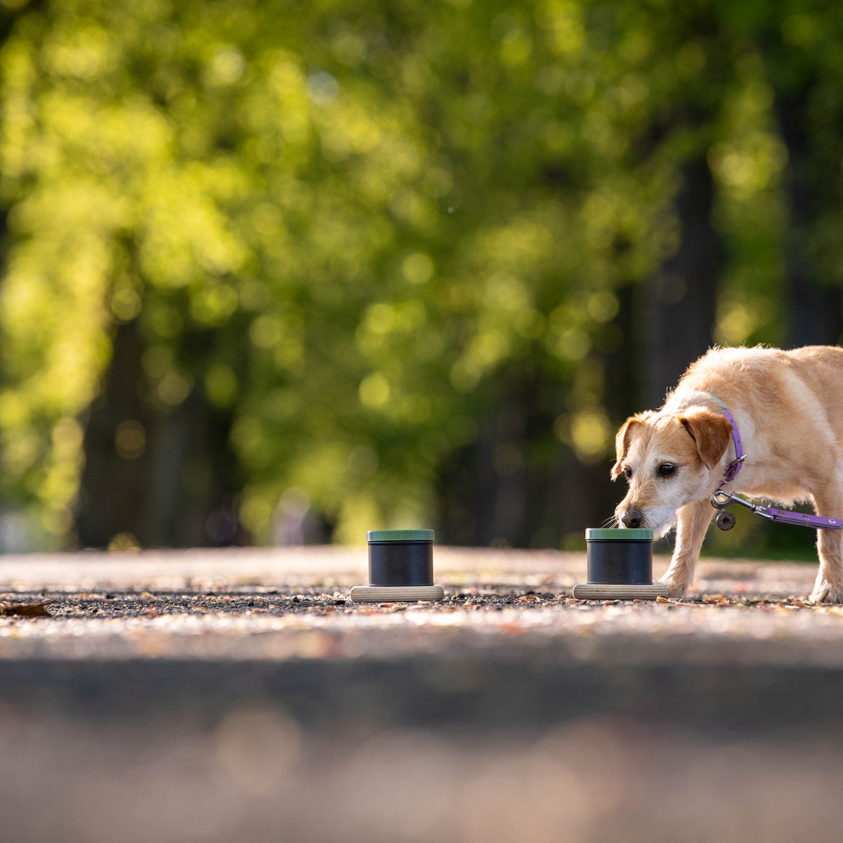 Ready to Sniff Scentwork Starter Kit with Scent