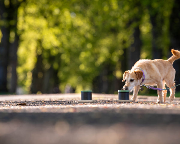 Ready to Sniff Scentwork Starter Kit with Scent