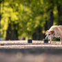 Ready to Sniff Scentwork Starter Kit with Scent