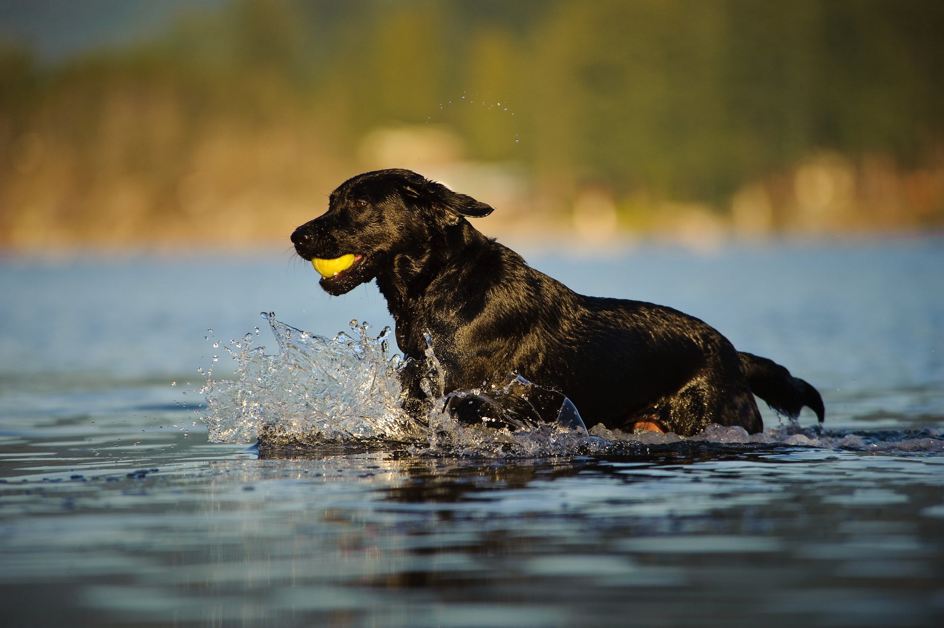 Black dog in water with yellow ball