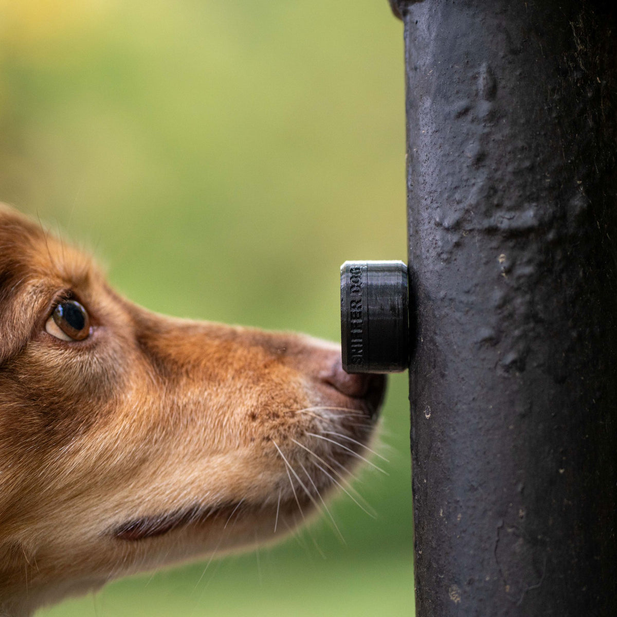 Sniffer Pods