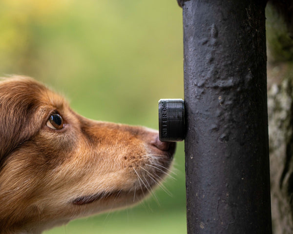 Sniffer Pods