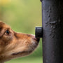 Sniffer Pods