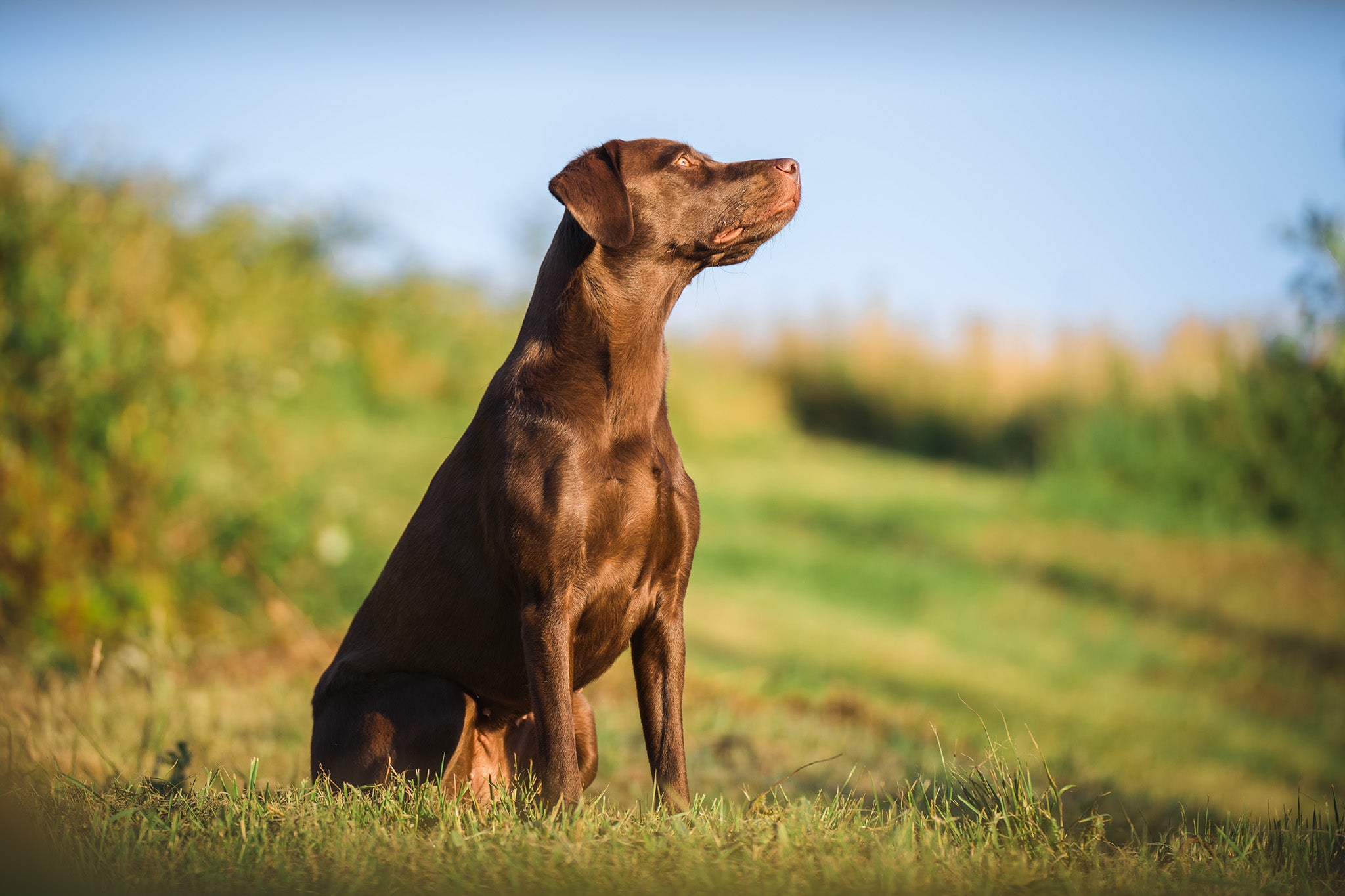 Dog looking up