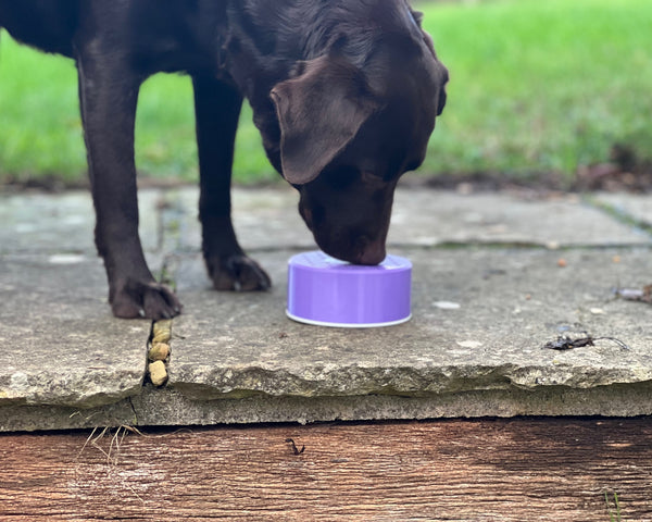 NoseyPuck™ | Low Profile Scentwork Pot