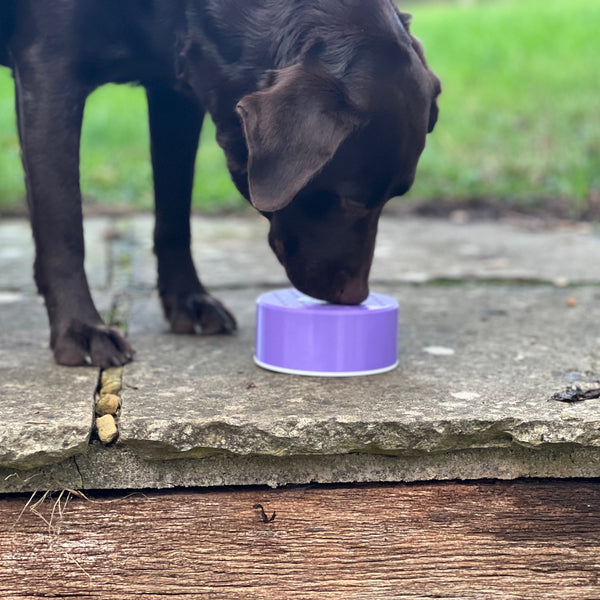 NoseyPuck™ | Low Profile Scentwork Pot