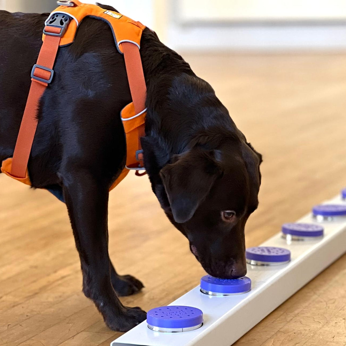 The Sniffer Dog System - 20 POT KIT
