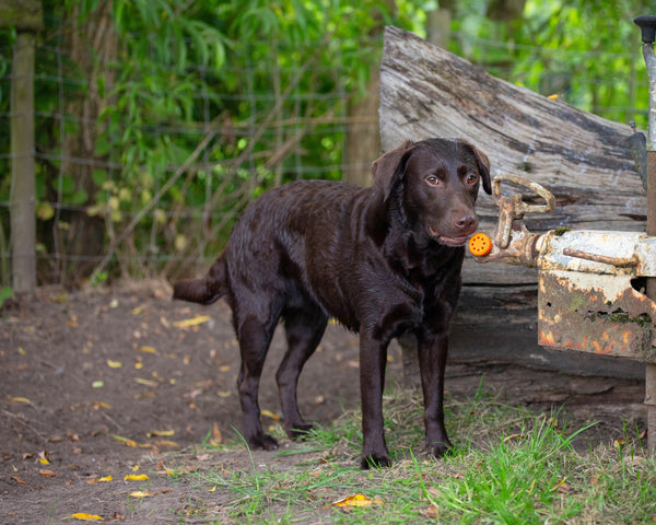 Sniffer Pods scentwork