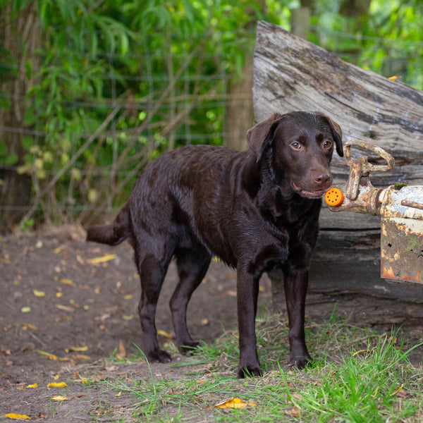 Sniffer Pods scentwork