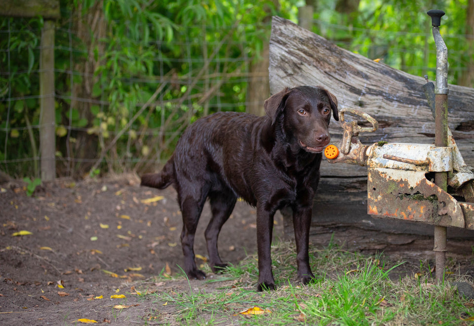  Sniffer Pods scentwork