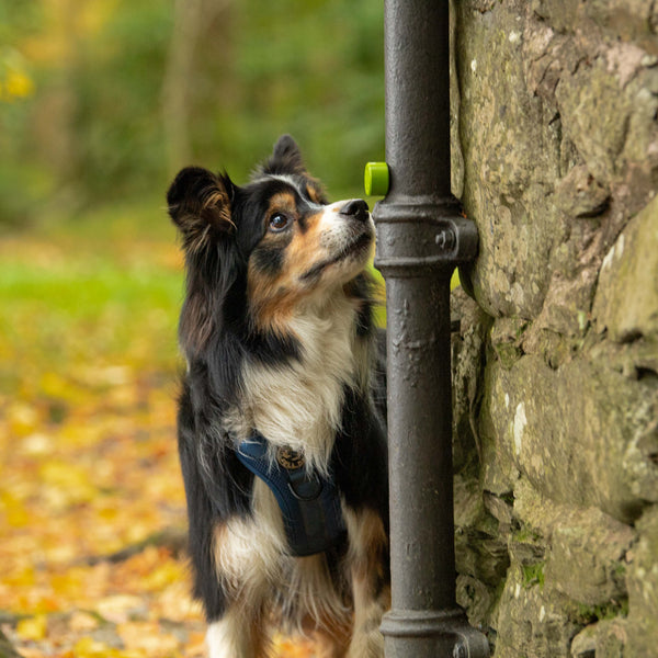 Pre-Scented Scentwork Refills