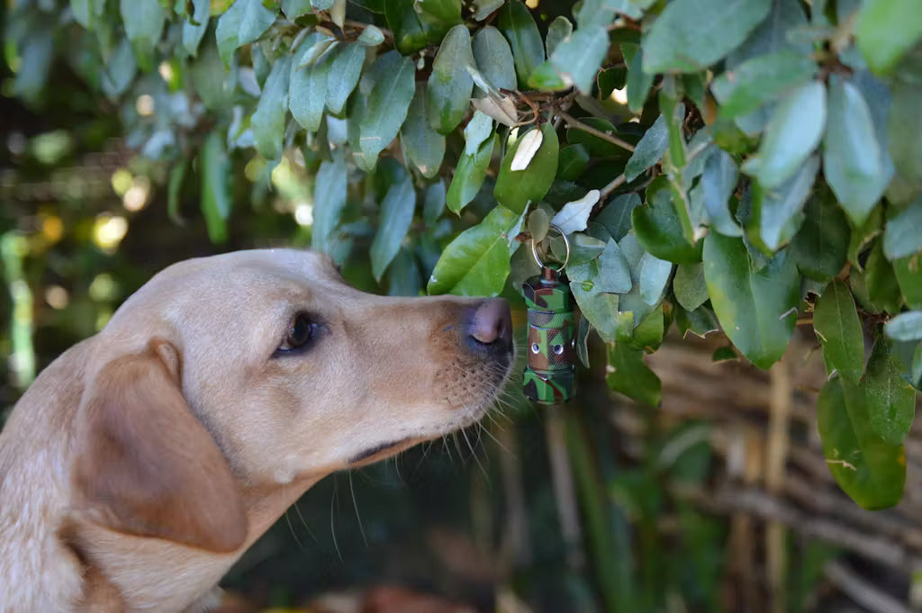 Labrador sniffing out scent work vessels