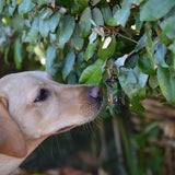 Labrador sniffing out scent work vessels