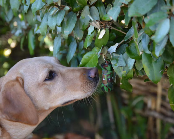 Labrador sniffing out scent work vessels