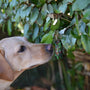 Labrador sniffing out scent work vessels