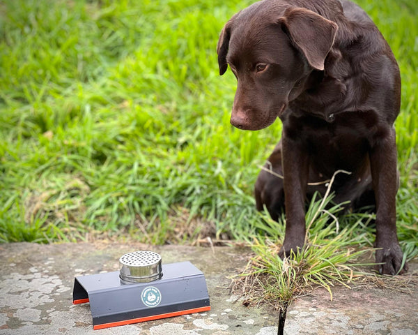 Dog sniffing scent work equipment