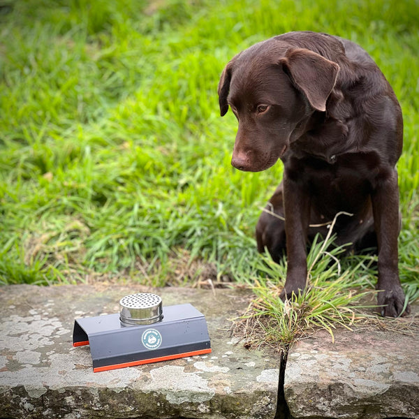 Dog sniffing scent work equipment