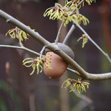 Scentwork acorn in tree