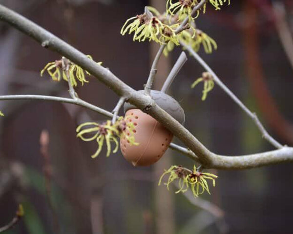 Scentwork acorn in tree
